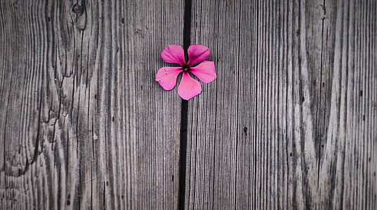 pink periwinkle flower on gray surface thumbnail