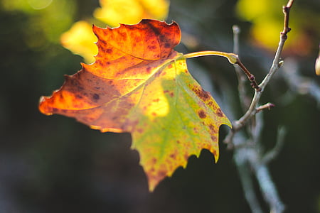 shallow focus photography of green leaf thumbnail