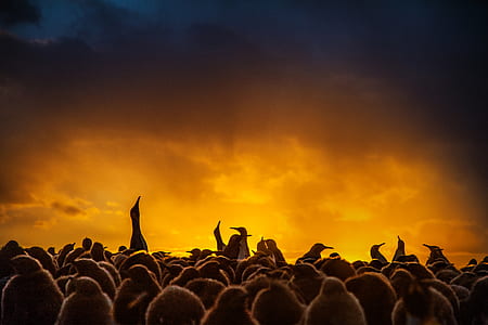 group of penguins during golden hour thumbnail