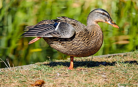 macro shot photography of brown and black duck thumbnail