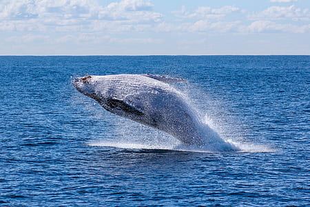 humpback whale thumbnail