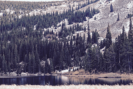 forest photo during daytime thumbnail