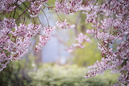 selective focus photography of pink petaled flowers thumbnail