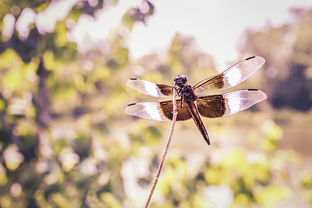 closeup photography of brown Dragonfly thumbnail