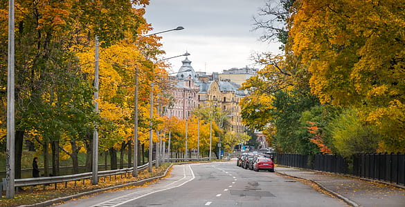 landscape photography of road between trees thumbnail