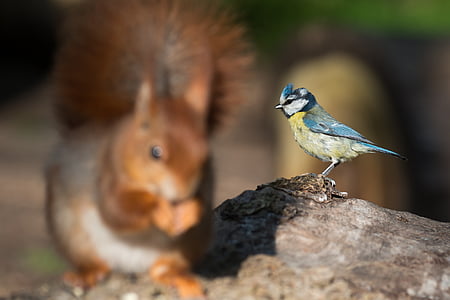 selective focus photography of bird perching on wood log thumbnail