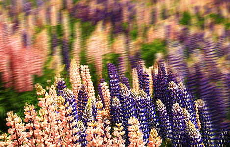 purple and beige flowers thumbnail