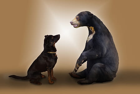 photo of sun bear facing Rottweiler thumbnail