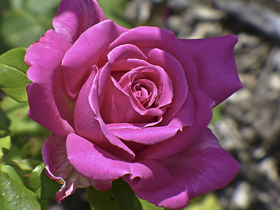 closeup photo of pink rose thumbnail