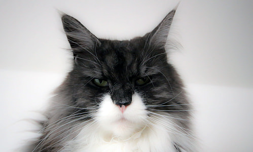 black and white long-fur cat thumbnail