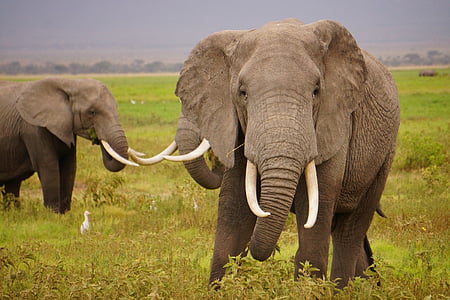 two elephants standing on field thumbnail