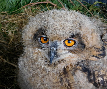close-up photography of brown owl thumbnail