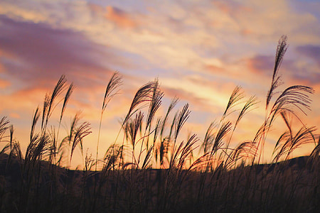 silhouette of grass field during golden hour thumbnail