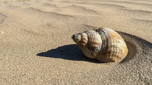 white seashell on white sand thumbnail