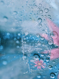 clear glass cup filled with water and pink petaled flower thumbnail