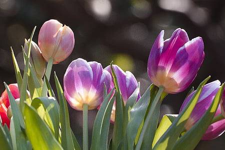 purple tulips during daytime thumbnail