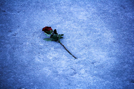 red rose on white surface thumbnail