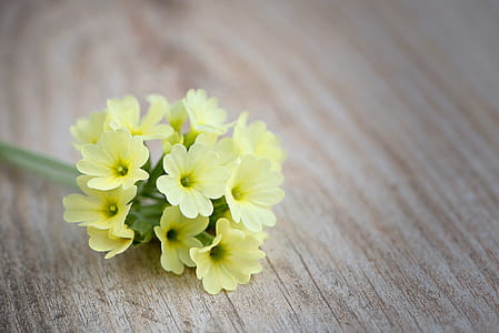 yellow flowers thumbnail