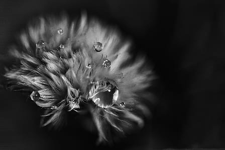 Greyscale Photo of Petaled Flower With Dew Drops thumbnail