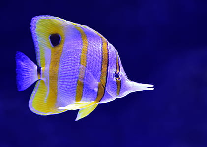 purple and yellow fish thumbnail