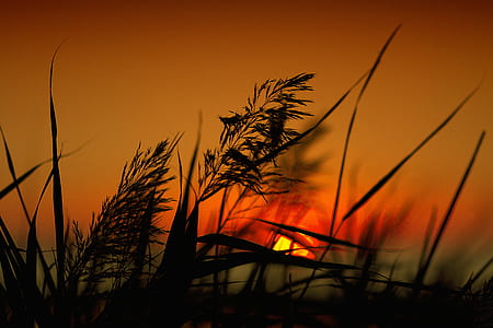 silhouette of grass with golden hour background thumbnail