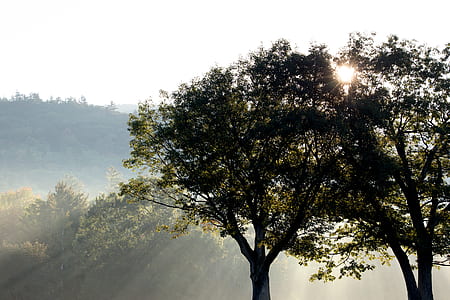 Silhouette Photo of Green Trees Under Crepuscular Rays thumbnail