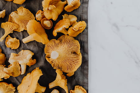 Picking mushrooms chantarelle in the woods thumbnail