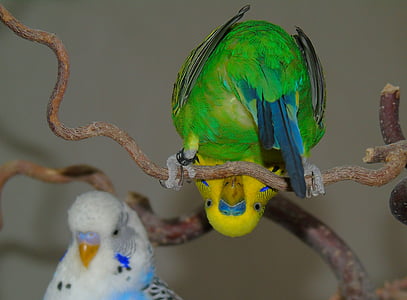 two lovebirds standing on tree branches thumbnail