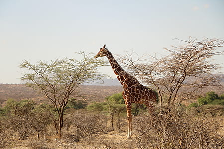 giraffe standing near trees during daytime thumbnail