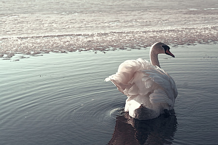 swan on body of water thumbnail