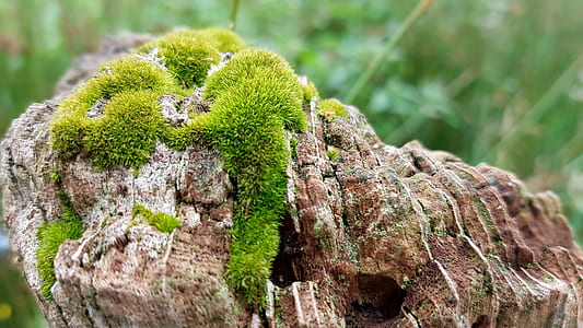 green moss on brown rock thumbnail