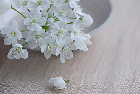 selective focus photography of white petaled flowers thumbnail