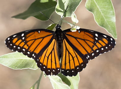 yellow and black butterfly perch on leaves thumbnail