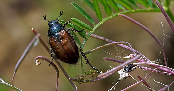 wildlife photography of black and brown beetle perching on green leaf plant thumbnail