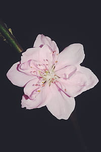 close up photography of pink flower thumbnail