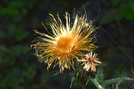 close-up photo of yellow flowers thumbnail
