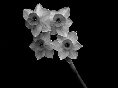 grayscale photo of flowers witb thumbnail
