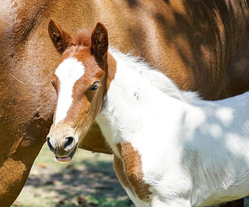 white and brown horse and white foal thumbnail