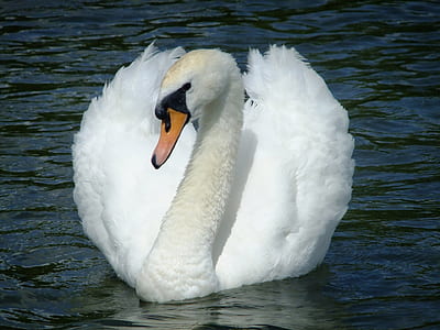photography of white swan on water thumbnail