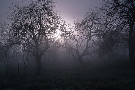 closeup photography of bare trees thumbnail