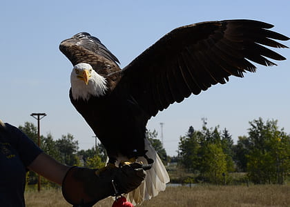 bird, animal, bald eagle, eagle thumbnail