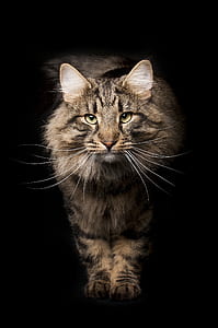 grey maine coon thumbnail