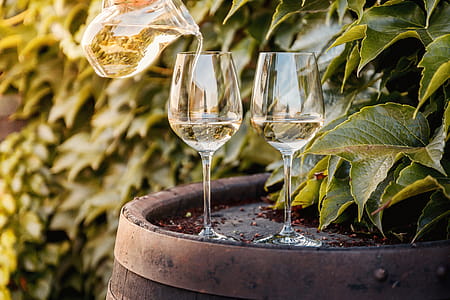 Wine barrel with two glasses of white wine by vineyard thumbnail