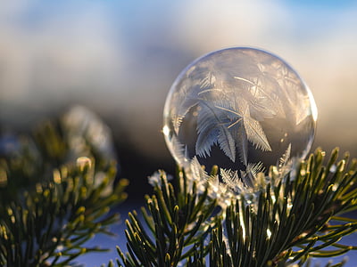 bauble hanged on pine tree thumbnail