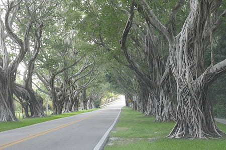 Concrete Road Beneath a Trees thumbnail