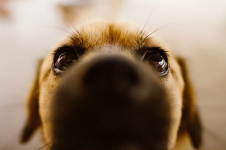 Cute Dog thumbnail