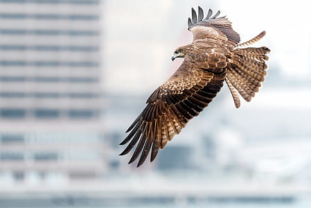 falcon thumbnail