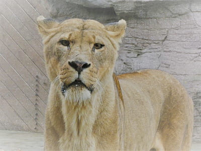 adult lioness near wall at daytime thumbnail
