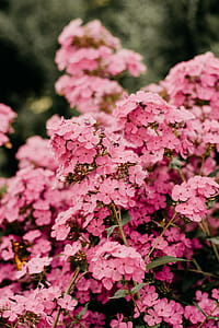 Pink Clustered Flowers thumbnail
