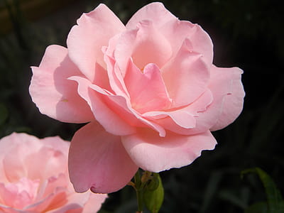 pink peony flower thumbnail